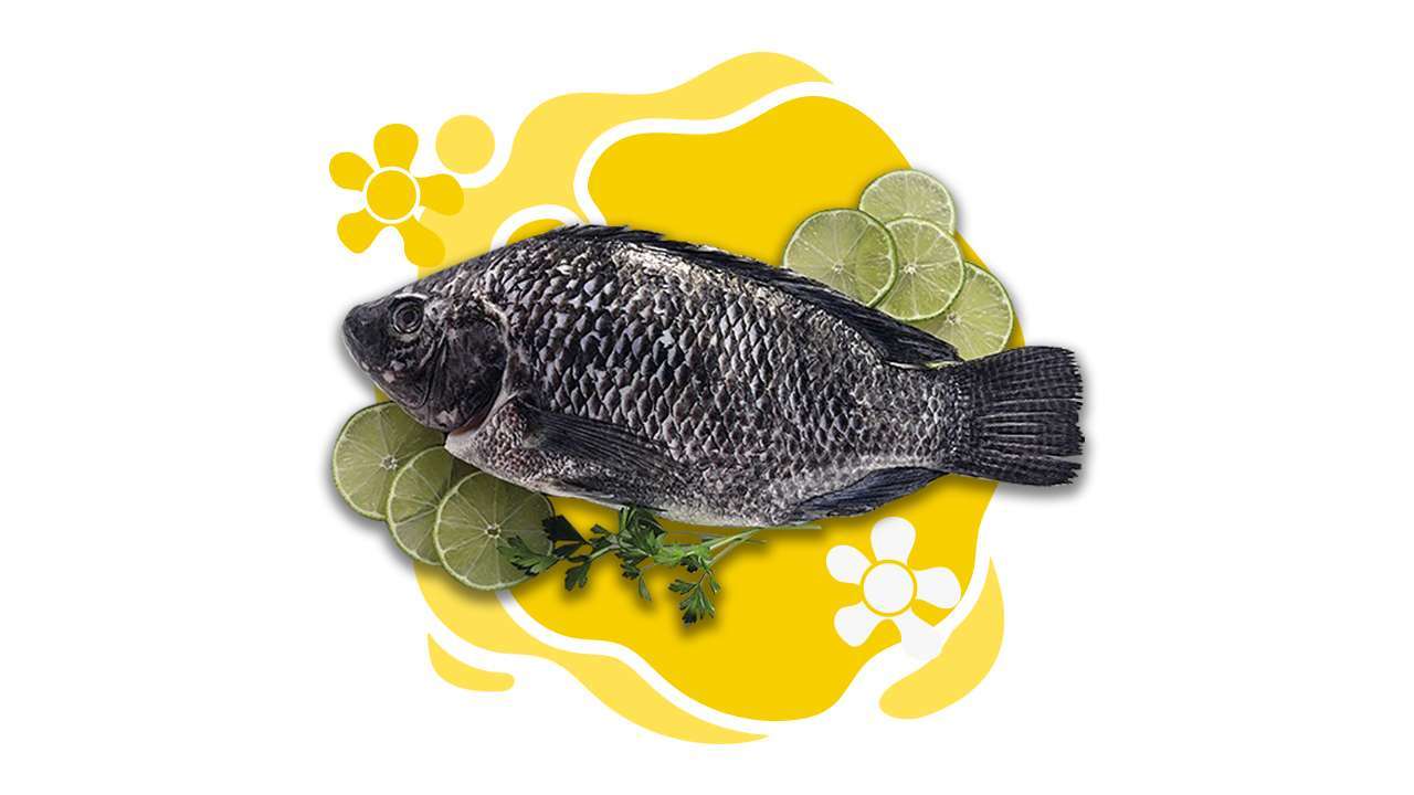 Tips for Choosing and Identifying Fresh Fish Regal Springs Indonesia