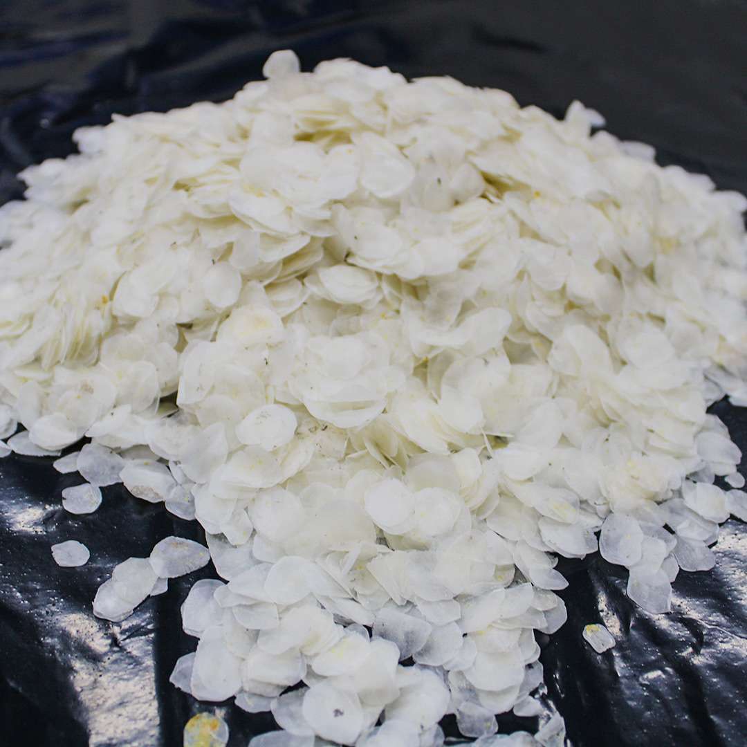 Sisik Regal Springs Indonesia Sisik Regal Springs Indonesia