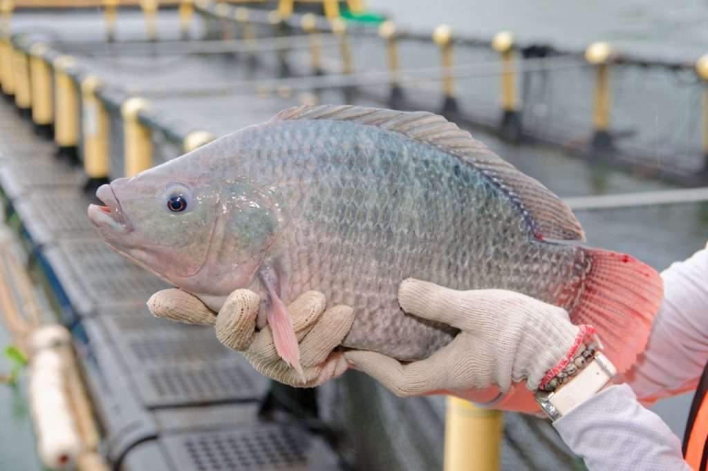 thumbnail image 2 of Lakeway Tilapia Pro Pack 400 Tilapia Food - 8 Ounces 2 of 12